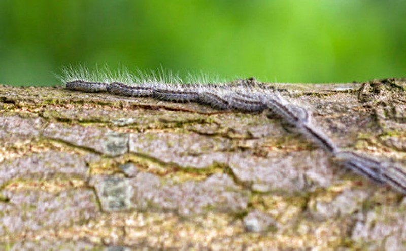 Processionary caterpillars a danger for the dog