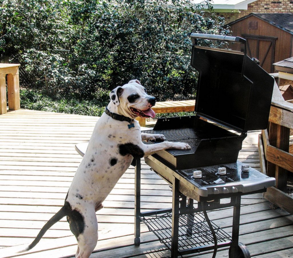 Summer barbecues multiple dangers for the dog!