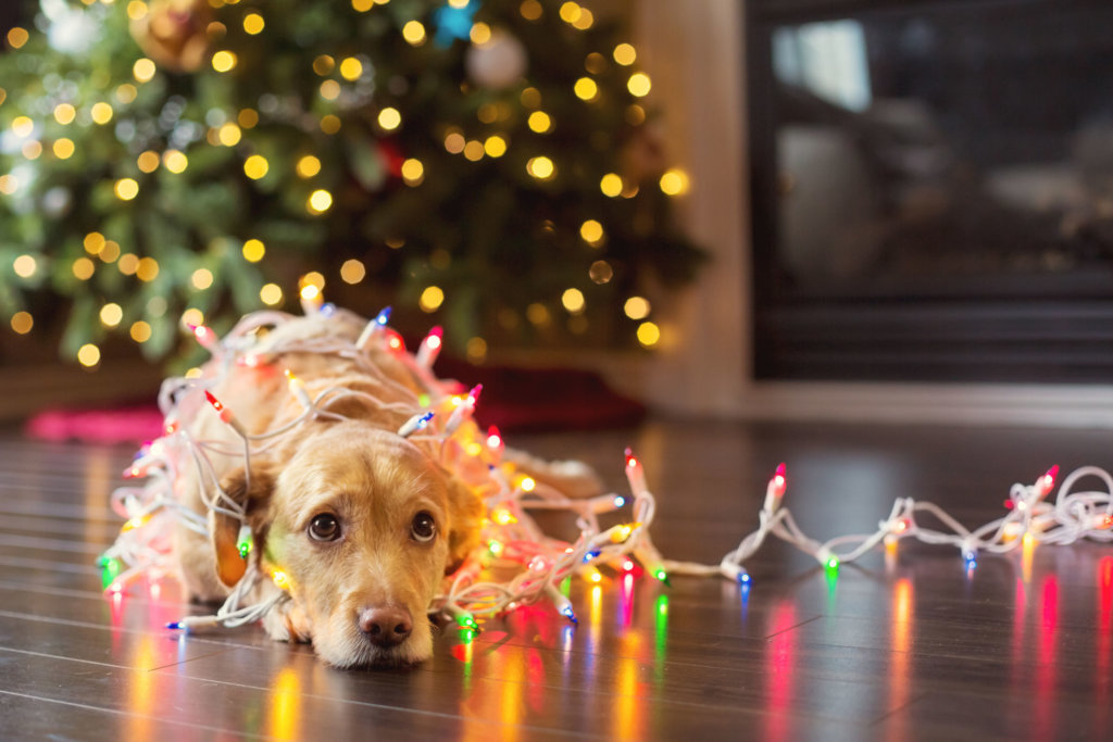 The dangers of the end-of-year holidays for the dog