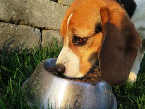 Can my dog ​​eat lentils?