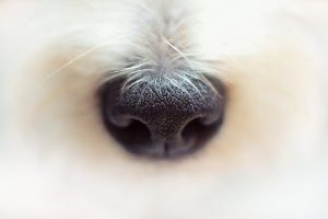 Why are dogs always sniffing behind?