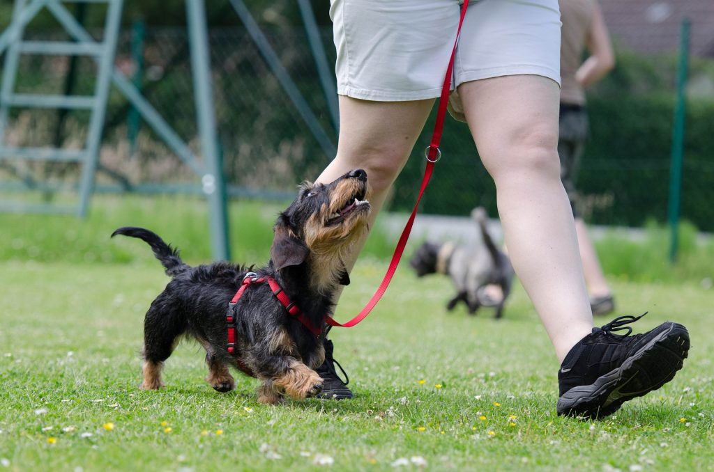 THE POISONING OF THE DOG TO THE LAWYER