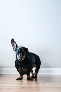 TEACHING A PUPPY NOT TO BITE