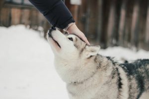 BORDER COLLIE EDUCATION: BEST PRACTICES