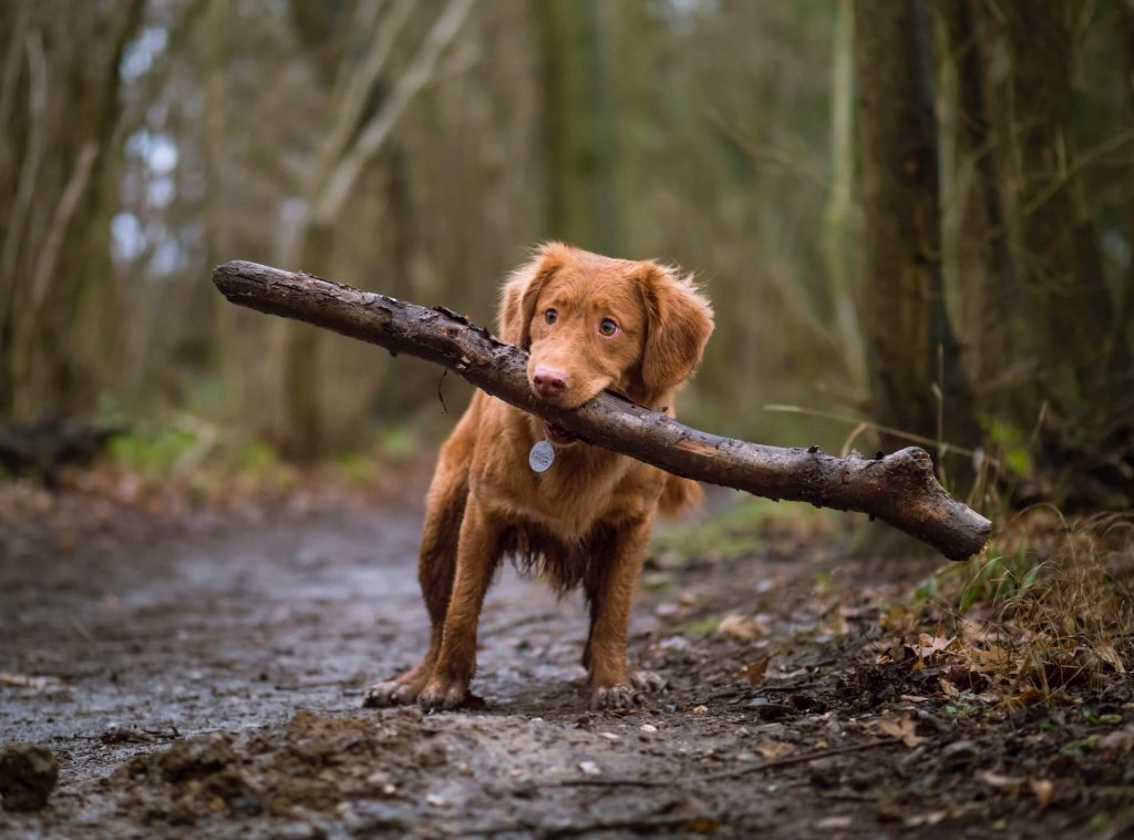 PUPPY CRYING: WHAT TO DO TO CALM HIM DOWN?