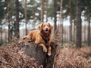 GETTING YOUR DOG USED TO WEAR A MUZZLE